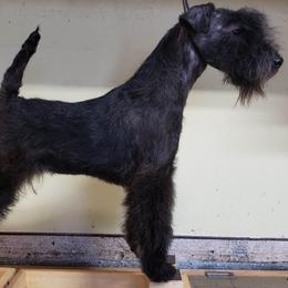 Bougie - Lakeland Terrier