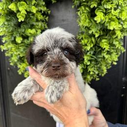 Purple girl - Parti female Miniature Schnauzer puppy in Oneonta, Alabama from Murphree Valley Kennels