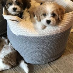 Cavachon, Cavalier King Charles Spaniel, and Cavapoo Puppies from LierChonPoo