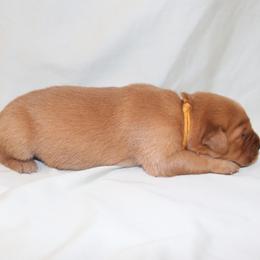 Crumpet - Dark golden female Golden Retriever puppy in New Weston, Ohio from Bertke AKC Golden Retrievers and Bernese Mountain Dogs