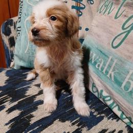 Fiona - Parti female Goldendoodle puppy in Pleasant Hill, Iowa from Courtney Nicole's Mal Shihs & Goldendoodles