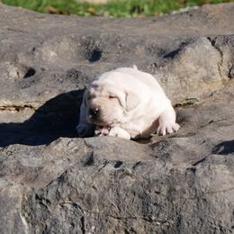 Snow - Yellow female Labrador Retriever puppy in Buffalo Valley, Tennessee from Buffalo Valley Breeders
