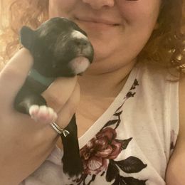 Schnoodle Puppies from Noodle Tings Puppies