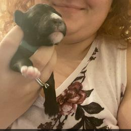 Schnoodle Puppies from Noodle Tings Puppies