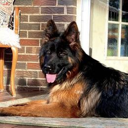 Luna - German Shepherd