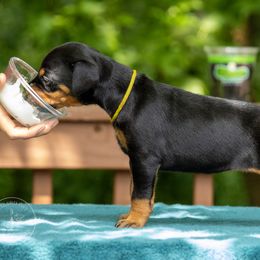 Girl - Yellow collar - Black and rust Doberman Pinscher puppy in Old Bridge, New Jersey from Wizard Ost Revolution kennel