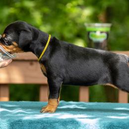 Girl - Yellow collar - Black and rust Doberman Pinscher puppy in Old Bridge, New Jersey from Wizard Ost Revolution kennel