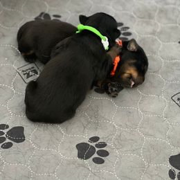 Rottweiler Puppies from Thistle Wild Rottweilers
