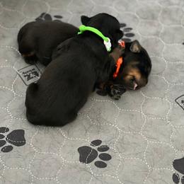 Rottweiler Puppies from Thistle Wild Rottweilers