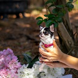 Olive 9,600 charting 2,5 lb - Black and white female Chihuahua puppy in Jacksonville, Florida from Petits Chihuahuas