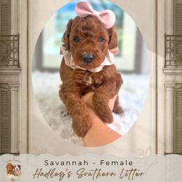 Savannah - Red  female Goldendoodle puppy in Norcross, Georgia from Teddy Puppies
