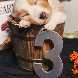 Australian Shepherd Puppies from Haulin' Auss Shepherds