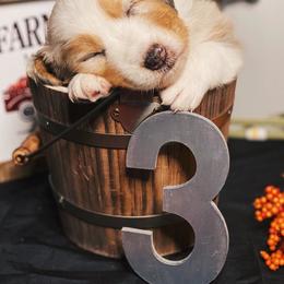 Australian Shepherd Puppies from Haulin' Auss Shepherds