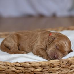 Yam - Caramel male Australian Labradoodle puppy in Belding, Michigan from Rutu Australian Labradoodles