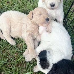 Horchata - Gold female Bordoodle puppy in Indianapolis, Indiana from Indiana Bordoodles