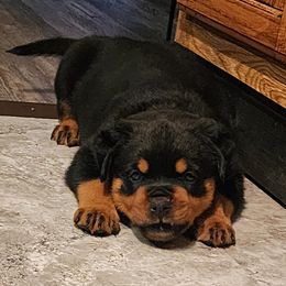 Rottweiler Puppies from Michelle Nicholson