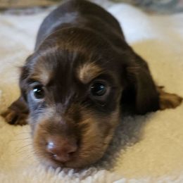 Boy - Chocolate and cream male Dachshund puppy in Lebanon, Oregon from Willow Moons Dachshunds