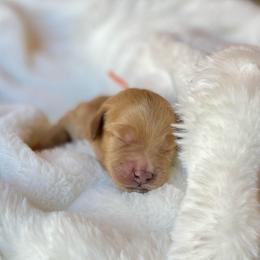 Sammie - Red female Labradoodle puppy in San Antonio, Texas from I Love U Back Labradoodles, LLC