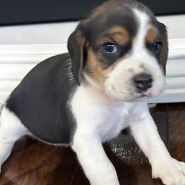 Boy 4 - male Beagle puppy in Walnut Grove, Missouri from C & L Beagles and Bassets