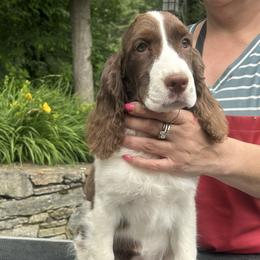 Candy - Liver and white female English Springer Spaniel puppy in Thompson, Connecticut from Chivalry English Springer Spaniels
