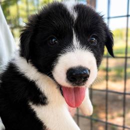 Finn - Male - Black and white male Border Collie puppy in Avery, Texas from Willa Creek Border Collies