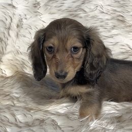 Bebe's Shaded Cream -- Sm - Cream female Dachshund puppy in Kalama, Washington from Dazzling Doxies