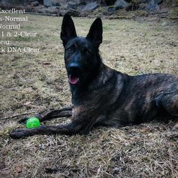 Liberty - Dutch Shepherd
