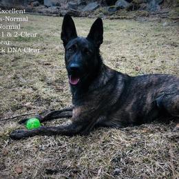 Liberty - Dutch Shepherd