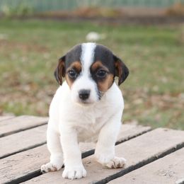 Dot - Tri-color female Jack Russell Terrier puppy in West Bend, Iowa from Blue Skies Terriers