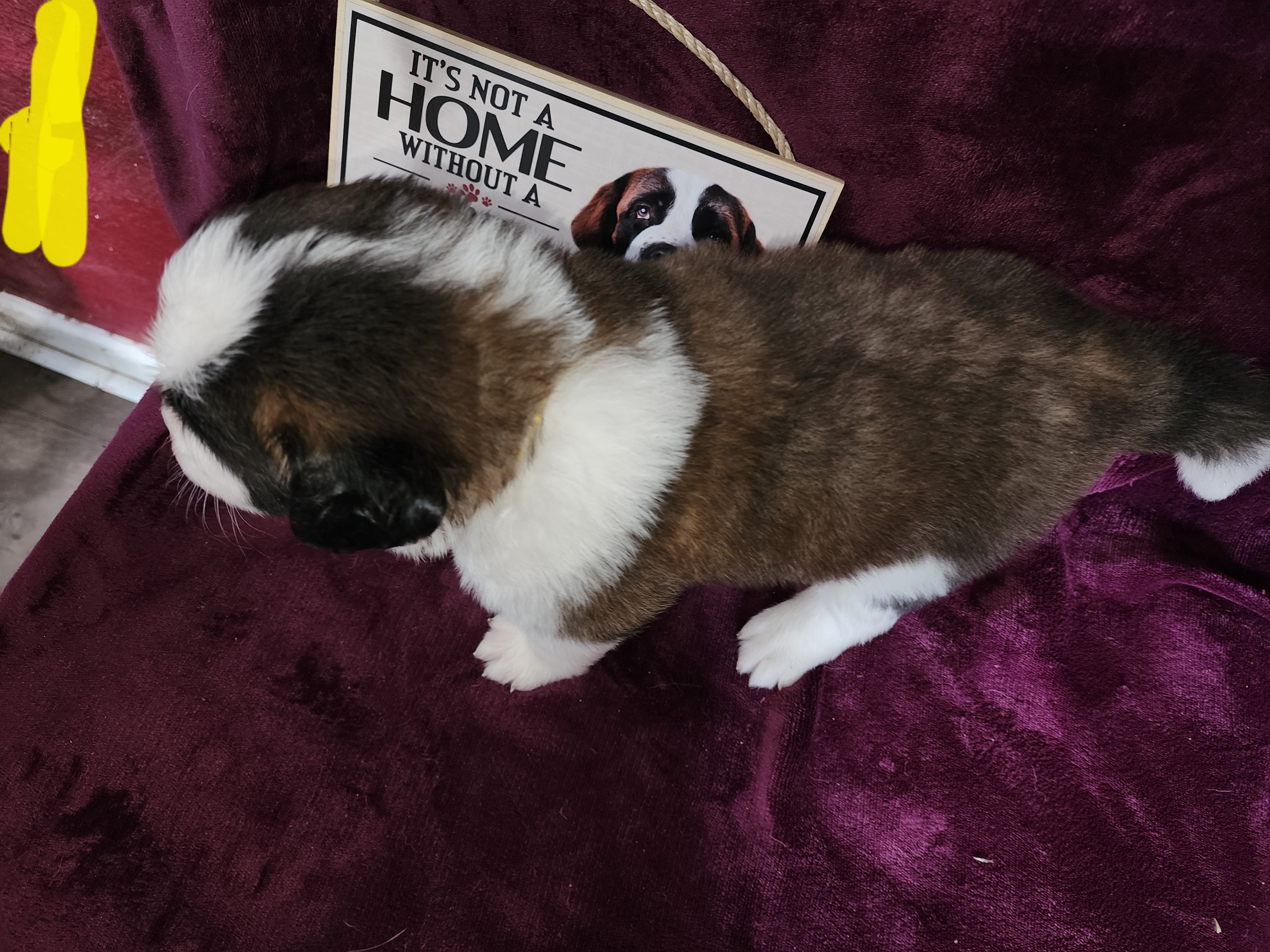 Saint Bernard Puppies from Tonya Tate's Saint Bernards