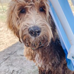 Aussiedoodle and Goldendoodle Puppies from Garside Doodles