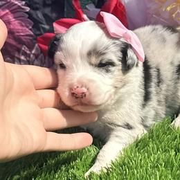 Paris - Blue merle female Miniature Australian Shepherd puppy in Chelsea, Oklahoma from Elite Puppies of Oklahoma, LLC