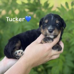 Tucker - Black phantom male Aussiedoodle puppy in Lancaster, Minnesota from Finney Ranch