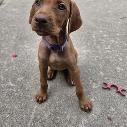 Vizsla Puppies from Driftless Vizslas