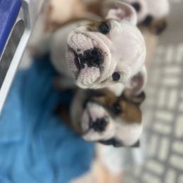 Bulldog Puppies from Wet Dog Ranch