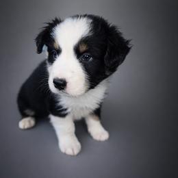 Hershey - Black tri-color male Australian Shepherd puppy in Lakeland, Florida from Aussies of Hope LLC