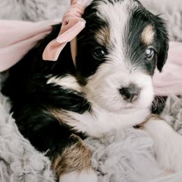 Bernedoodle and Goldendoodle Puppies from Rose canyon doodles