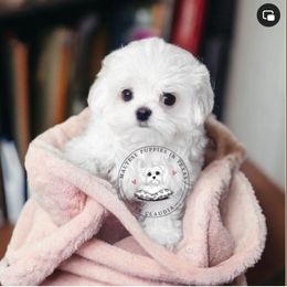 Girl 1 - Maltese puppy from Maltese Puppies in Texas