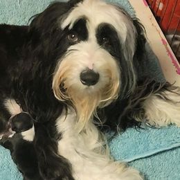 Fergie - Tibetan Terrier