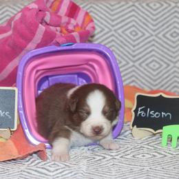 Folsom - Red tri-color male Australian Shepherd puppy in Massachusetts from Knauer Australian Shepherds