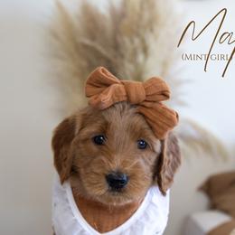 Girl 5 - Red  Goldendoodle puppy in Chesapeake, Virginia from Heart to Heart Doodles