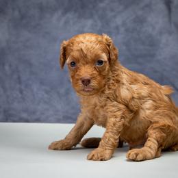 Super Tiny Red akc Boy-RESERVED - Red  male Poodle puppy in Weston, Florida from Miami Toy Poodles