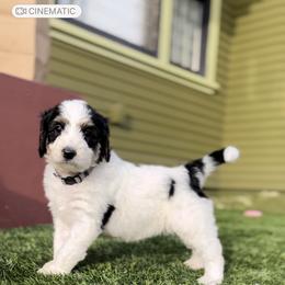 Bernedoodle Puppies from SoCal Bernedoodles
