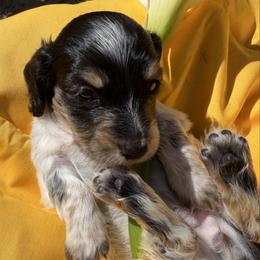 Holly - Dapple female Dachshund puppy in Hanford, California from Cooper Gals Doxies