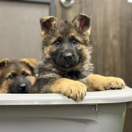 German Shepherd Puppies from Auf der Marquis German Shepherds