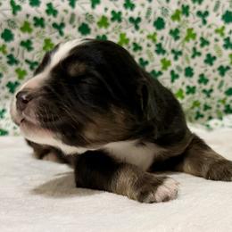 Leo - Black tri-color male Australian Shepherd puppy in Red Springs, North Carolina from Julia Rose Ranch