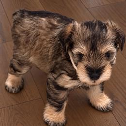 Tugger - Salt and pepper male Miniature Schnauzer puppy in Daisetta, Texas from Winfree’s Schnauzers