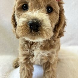 Ruffnut - Buff and white female Cockapoo puppy in Adrian, Oregon from ApplebyFarm