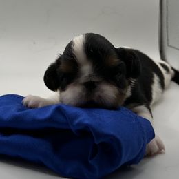 Enchanting Charlies Misunderstood Greed - Black white and tan female English Toy Spaniel puppy in Pennsylvania from Enchanting Charlies