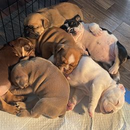 Bulldog puppies from London's Bears English Bulldogs